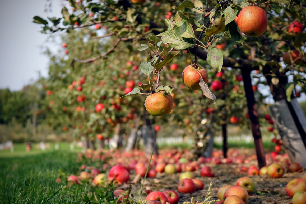 Include More Apples In Your Meal Prep