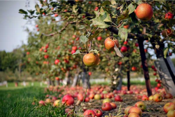 Include More Apples In Your Meal Prep
